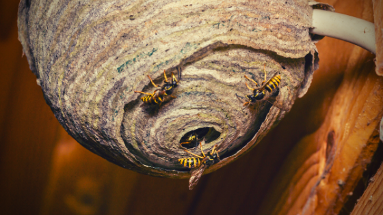 Get Rid Of Wasps In Attic DIY Wasp Control