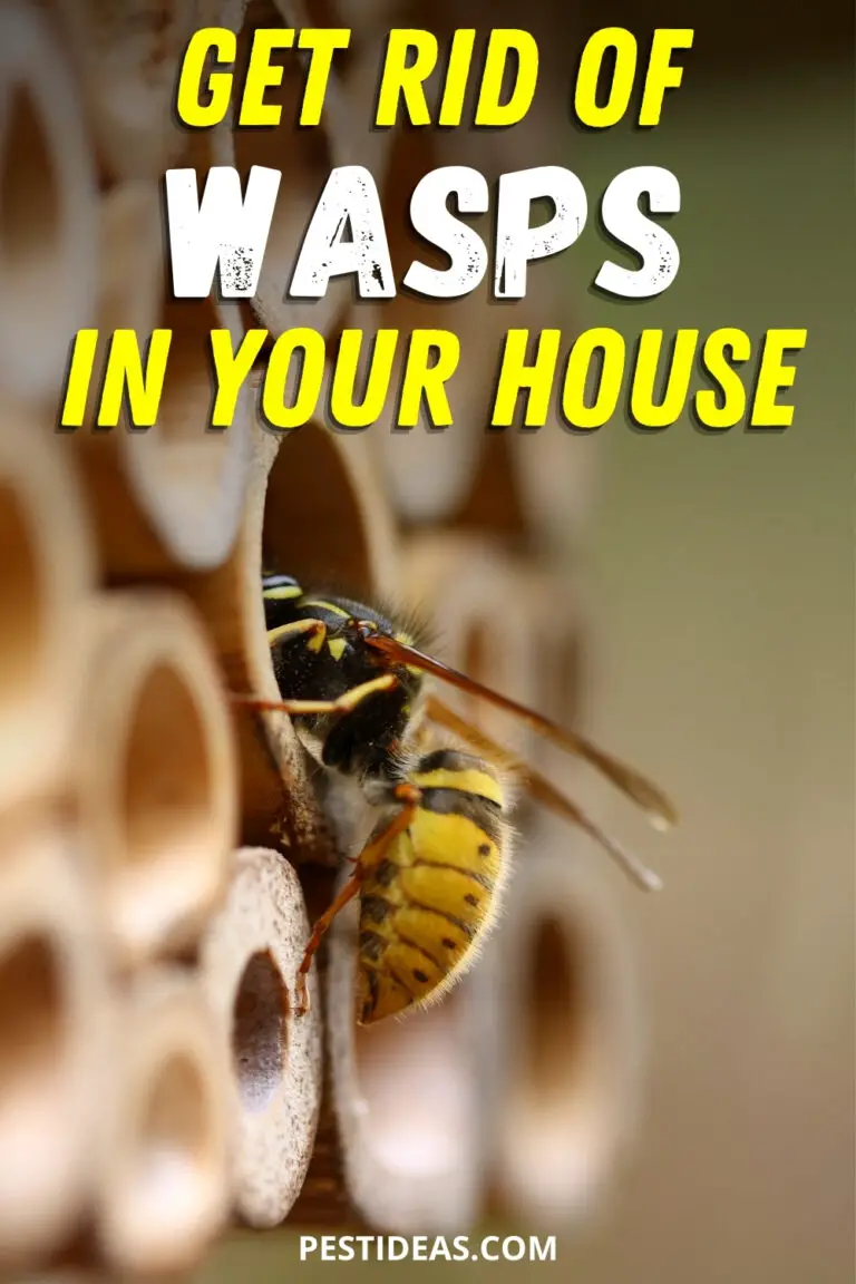 Get Rid of Wasps in House - Pest Ideas - How To Get Rid Of Wasps Around The House