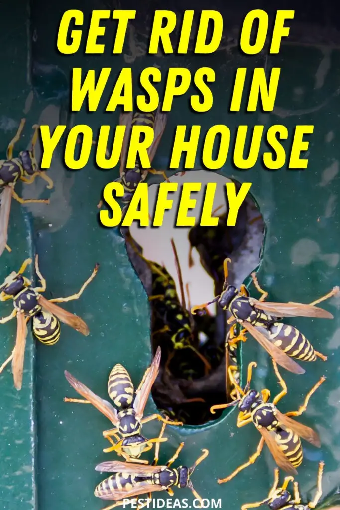 Get Rid of Wasps in House Pest Ideas