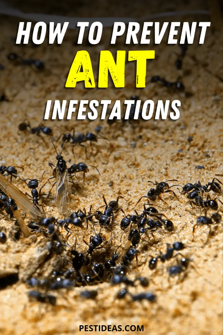 How to Stop An Ant Infestation