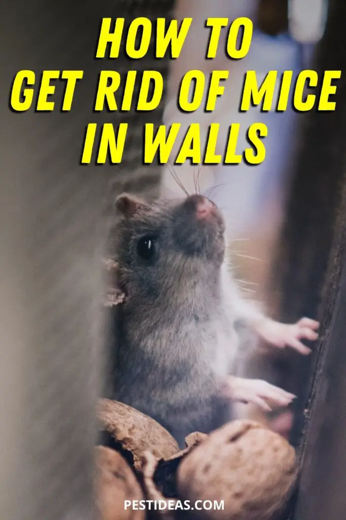 Get Rid of Mice In Walls - Pest Ideas