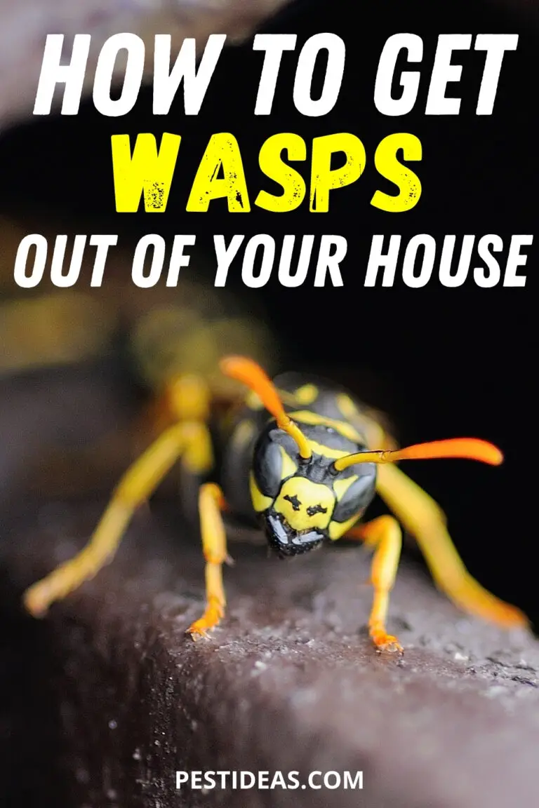 Get Rid of Wasps in House Pest Ideas