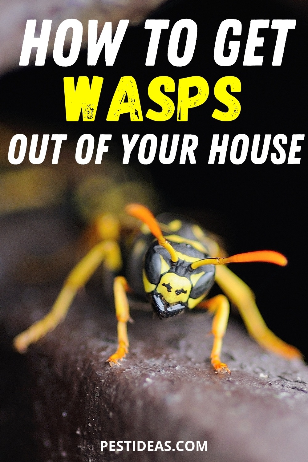 Get Rid of Wasps in House - Pest Ideas