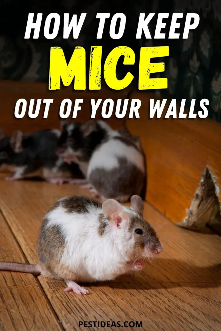 Get Rid of Mice In Walls Pest Ideas