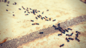 How to stop ant infestations