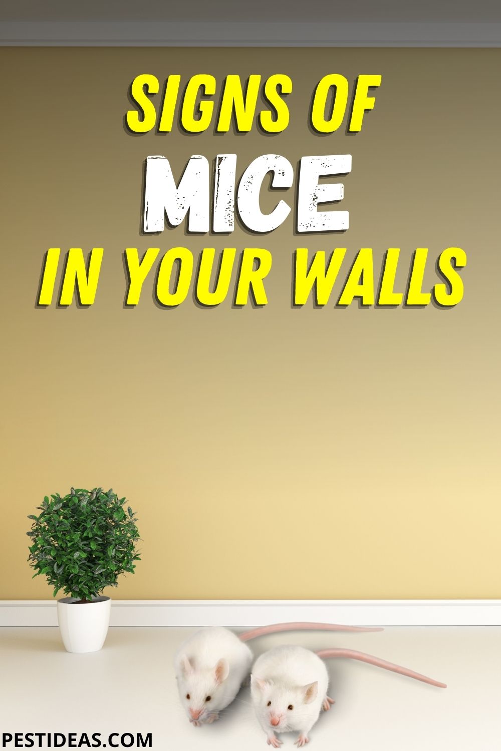 get-rid-of-mice-in-walls-pest-ideas