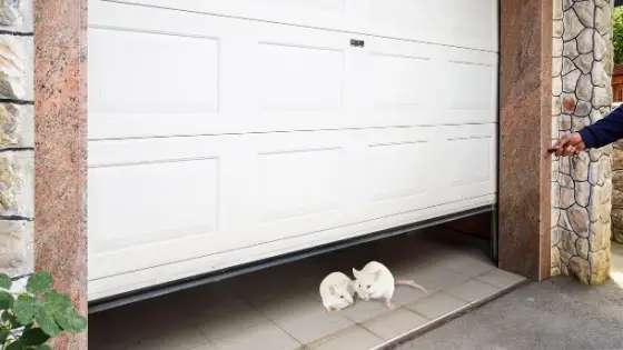 Get Rid of Mice In Garage - Pest Ideas