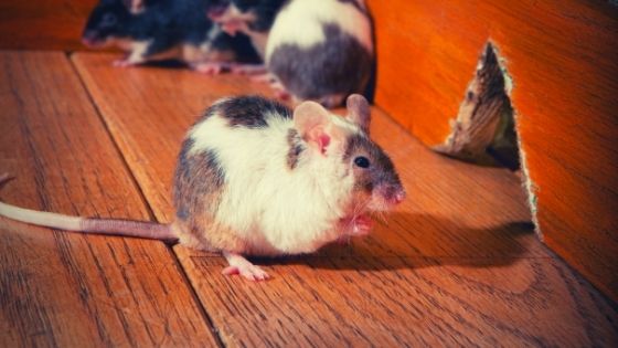 get rid of mice in walls