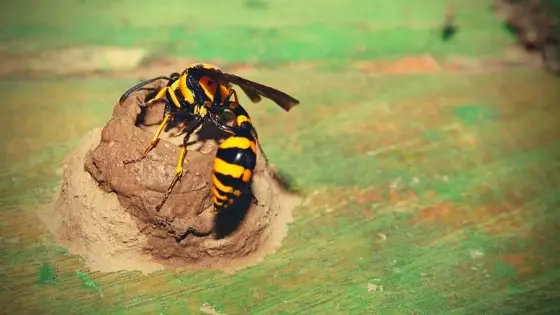 get rid of mud dauber wasps