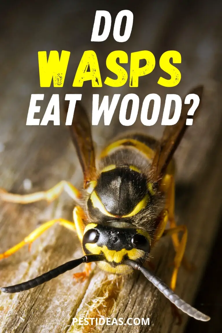 wasps repel