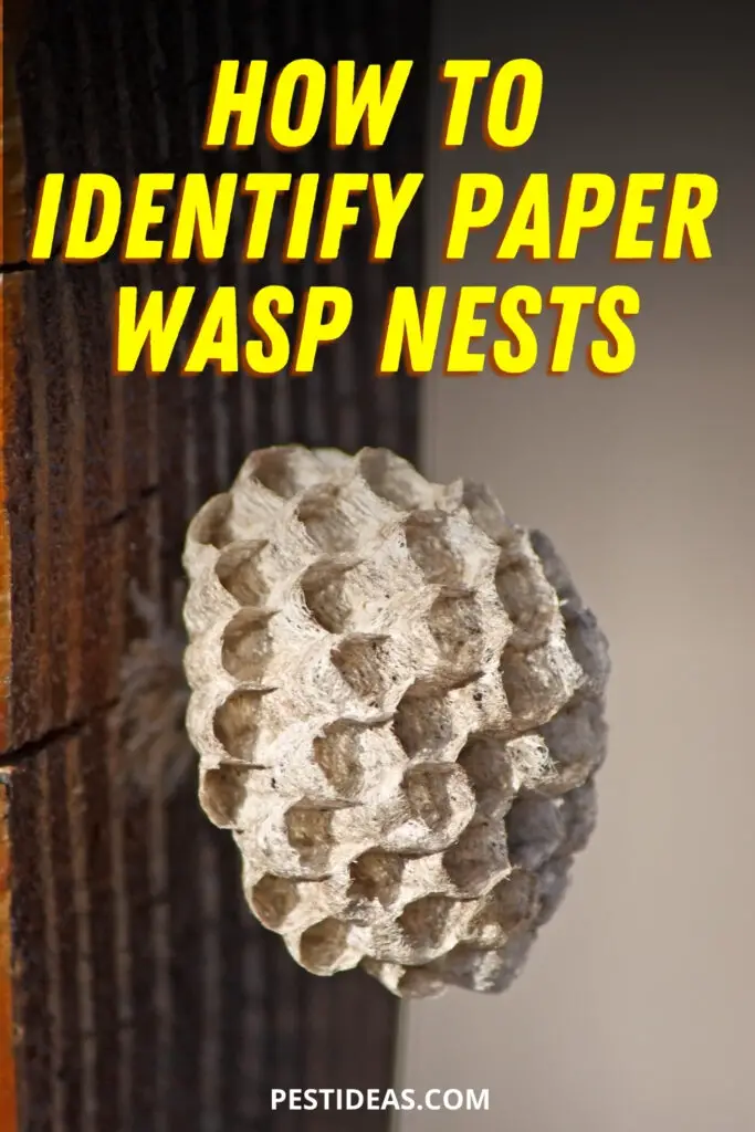 Paper Wasp Nest Identification Everything You Need To Know 5722