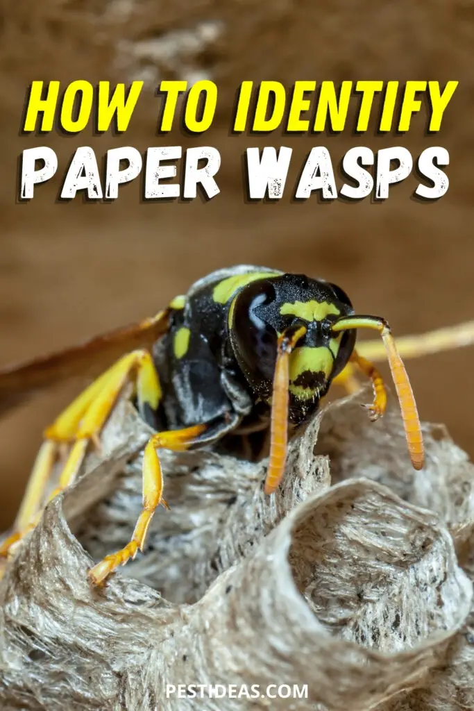 Paper Wasp Nest Identification Everything You Need to Know