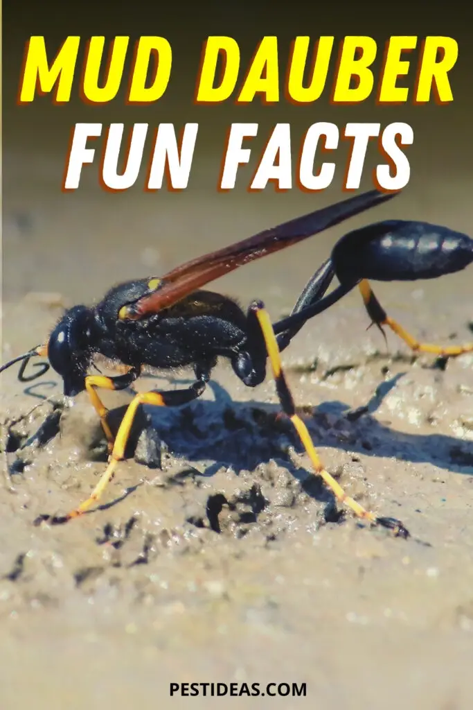 Mud Dauber Wasp Facts & FAQs