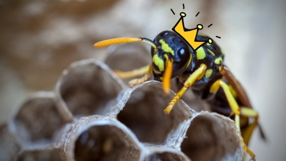 Paper Wasp Queen Identification