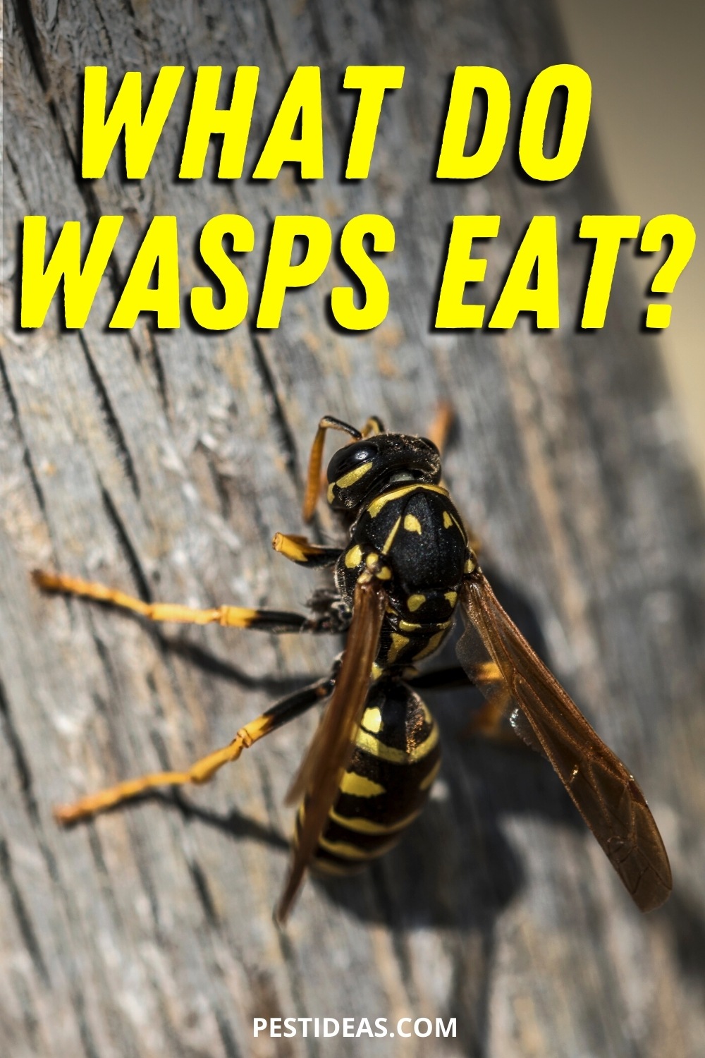 Do Wasps Eat Wood? Learn How to Stop Them (Yellow Jackets & More)