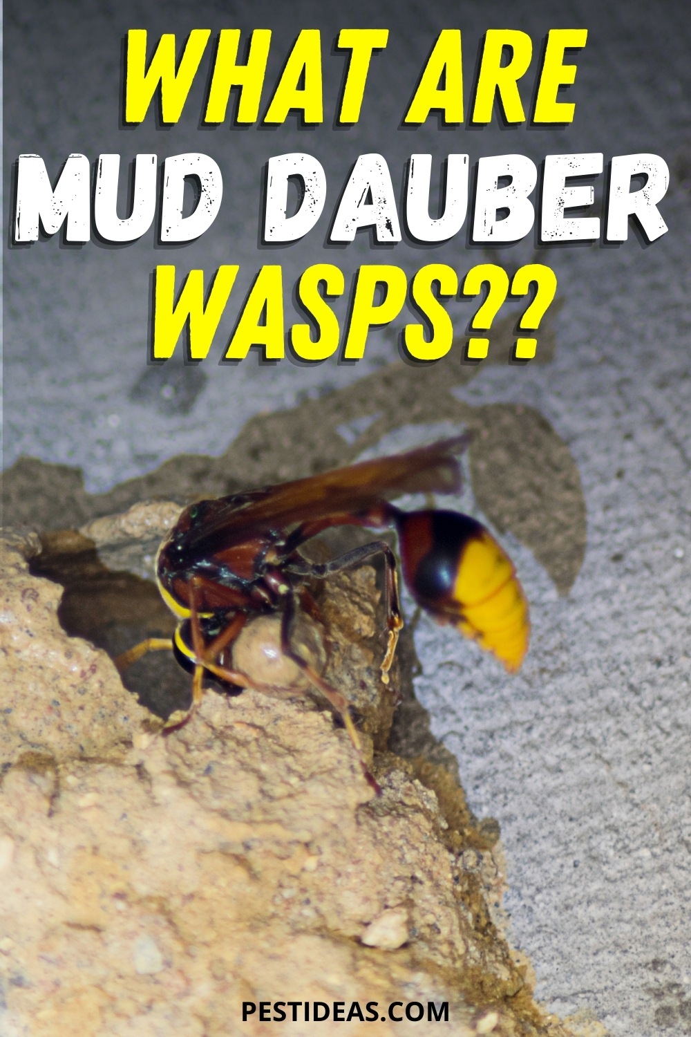 Mud Dauber Wasp Facts & FAQs