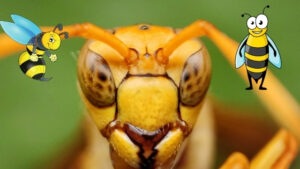 Are paper wasps aggressive
