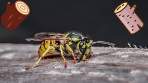 do wasps eat wood