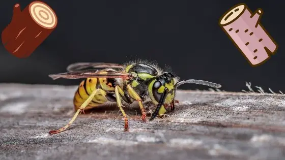 do wasps eat wood