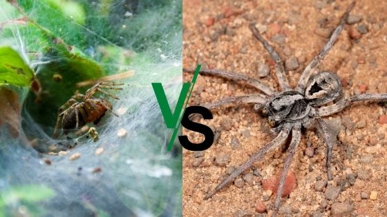 grass spider vs wolf spider