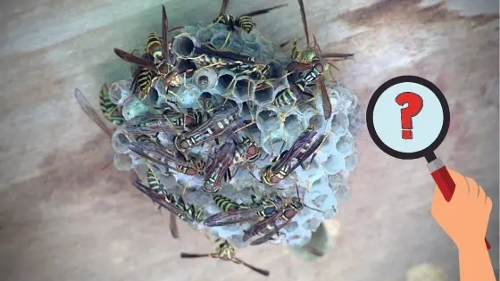 how to identify mud wasp nests