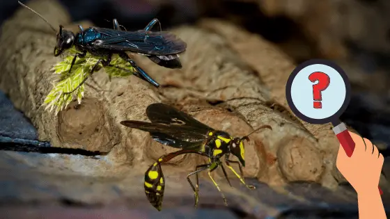 mud dauber facts