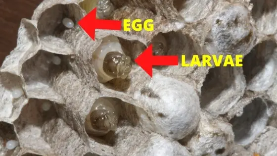paper wasp egg and larvae stage