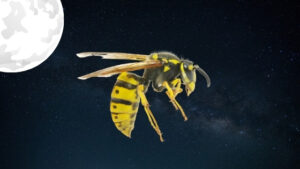 where do wasps go at night