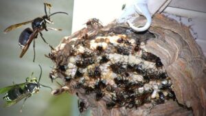 Bald Face Hornet Nest Identification and facts