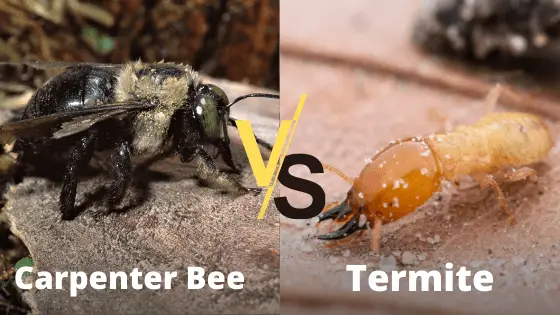 Carpenter Bees vs Termites Damage