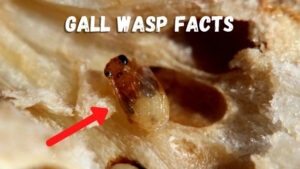Gall wasp identification and facts