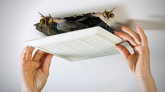 Get Rid of Wasps in Bathroom Fan Vent