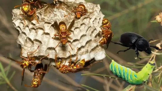 What do Paper Wasps Eat