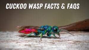 cuckoo wasp identification and facts