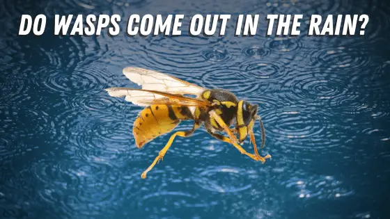 do wasps come out in the rain?