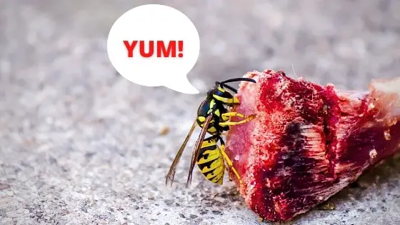 Do wasps eat meat?
