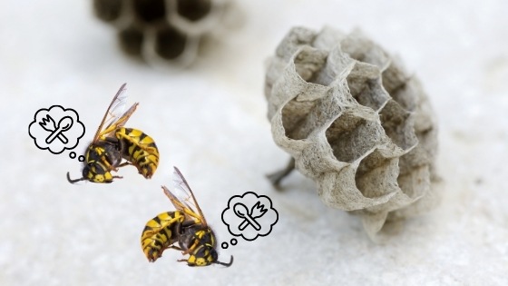 get rid of lethargic wasps