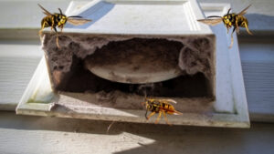 get rid of wasps in dryer vents