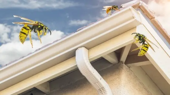 get rid of wasps in gutters