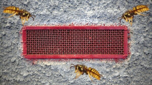 Get Rid of Wasps in Bathroom Fan Vent (Safe & Effective)