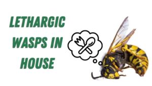 lethargic wasps in house