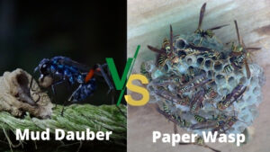 mud dauber vs paper wasp