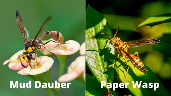 mud dauber vs paper wasp appearance