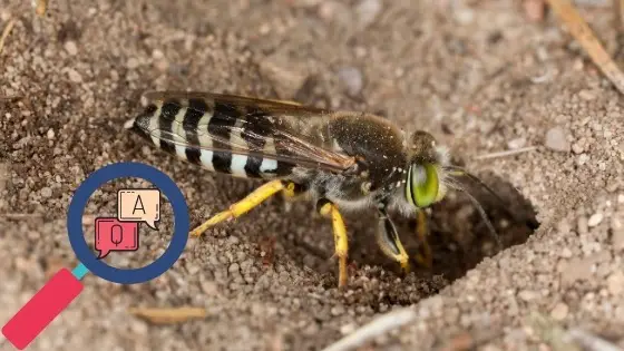 sand wasp identification and Facts