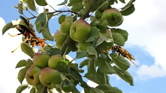 trees that attract wasps