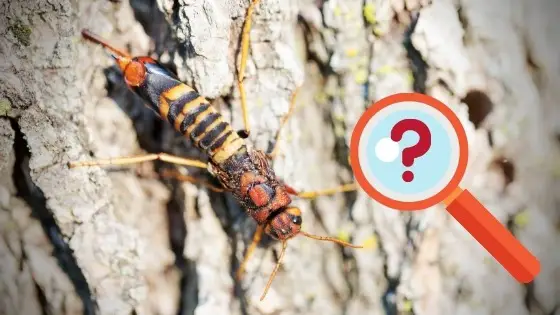 wood boring wasp identification (horntail wasps)