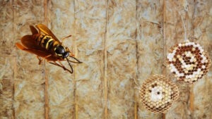 yellow jackets nest in of wall: How to get rid of