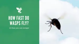 How fast can a wasp fly