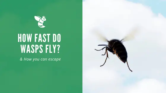 How Fast Can a Wasp Fly? Why Do Wasps Chase You? Get the Facts!