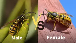 Male vs Female Wasp Difference